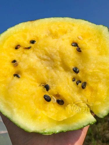 Семена семян семян семян арбуза в Японии, желтый крикет желтые кожуры, маленький весенний южный четыре сезона посадка мулов