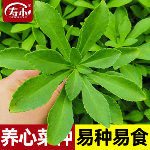 养心菜种子种籽救心菜蔬菜苗四季种苗盆栽孑菜苗高钙根苗苗子菜籽