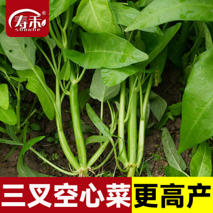 超級三叉菜空心菜種子種籽苗四季 菜苗帶根種植菜種蔬菜菜籽子孑水
