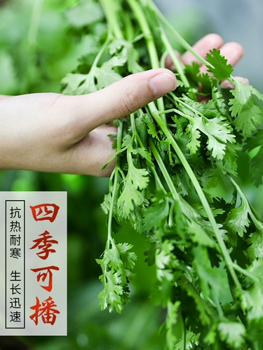 Зимние семена домашнего кориандра, крупнолистные осенние и зимние семена кориандра, осенние и зимние семена, семена овощного кориандра