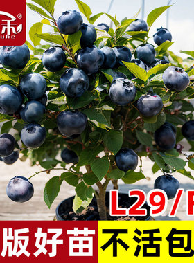 蓝莓树果苗树苗南方北方种植果树蓝莓苗L29f6种子小苗耐寒优瑞卡