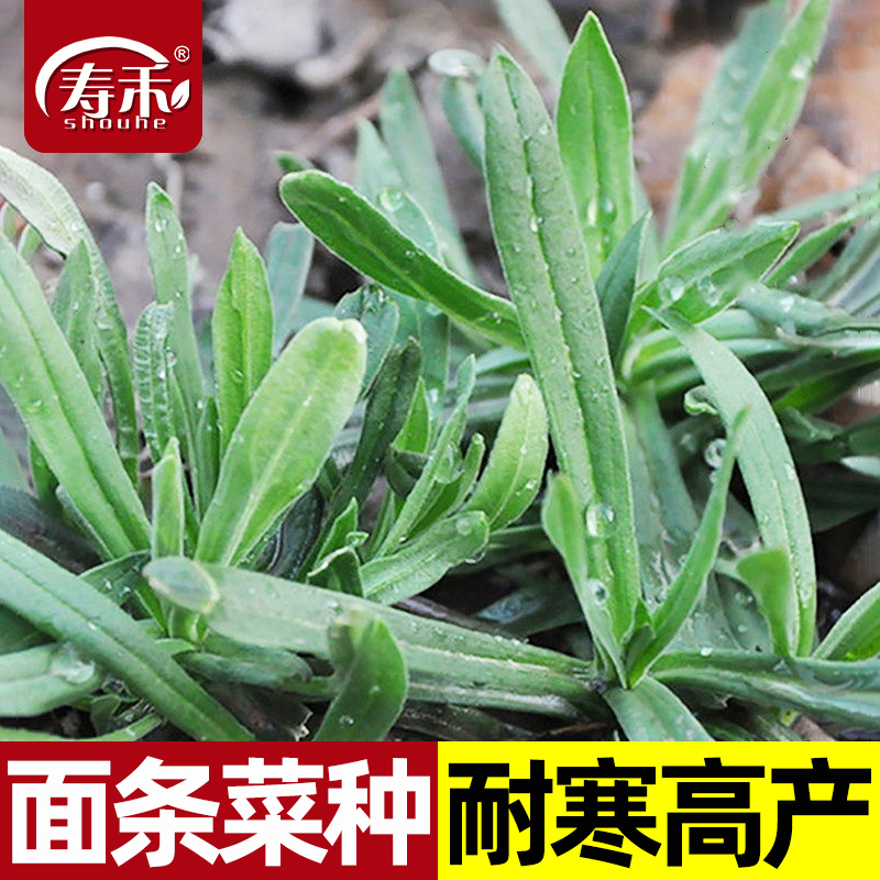 面条菜种子种籽孑菜蔬菜春季籽种盆栽菜籽四季菜种南方青菜