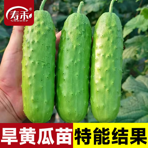高产旱黄瓜种子苗籽种青瓜四季水果秧蔬菜种籽老孑子秋小秧苗大全