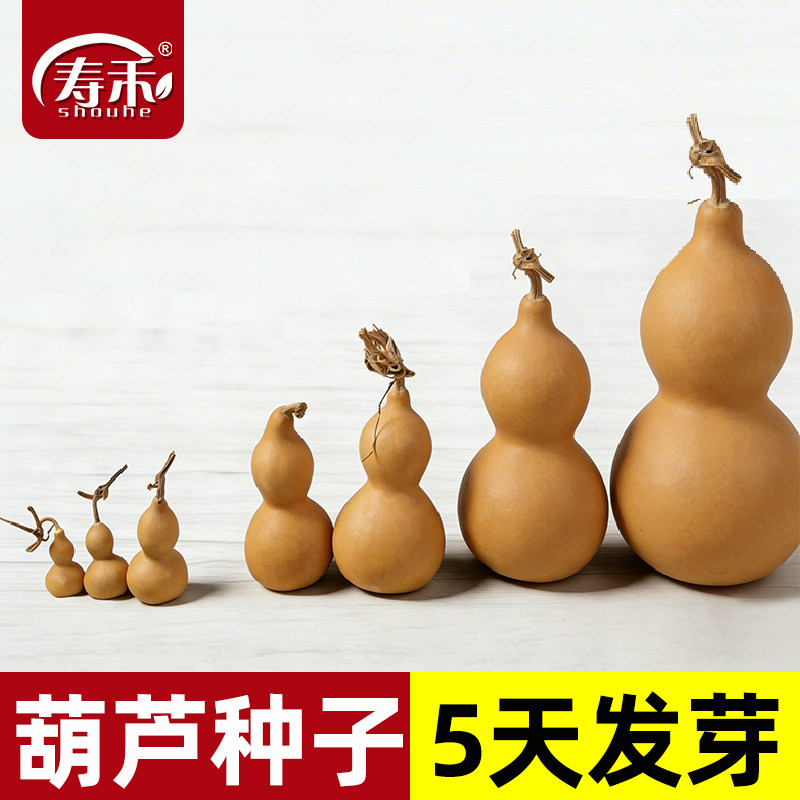 手捻小葫芦苗籽种特小文玩精品种子阳台盆栽菜胡芦种籽蔬菜孑子苗
