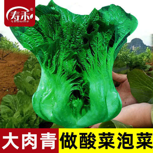四川芥菜种籽大肉酸菜鱼泡菜