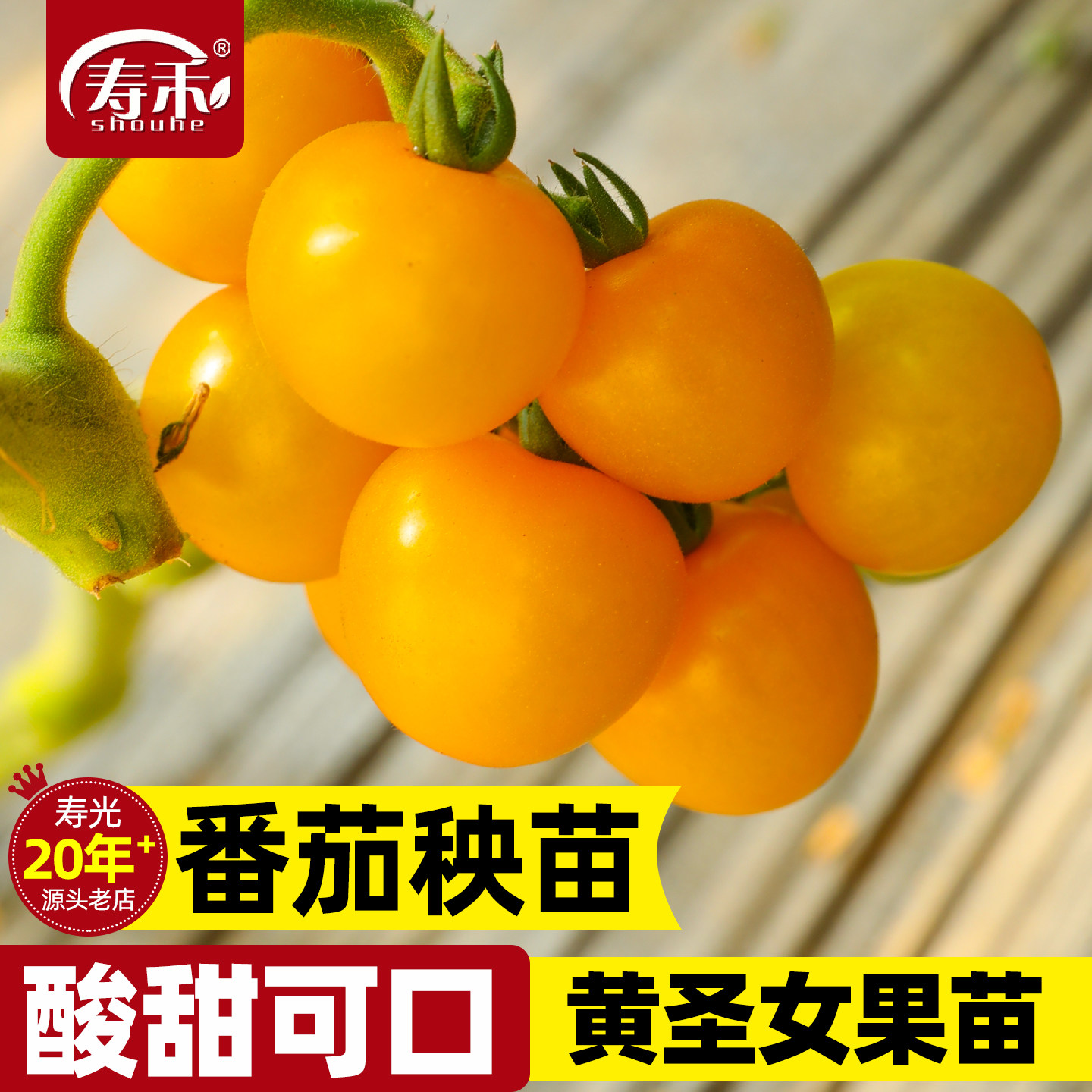 黄色圣女果种子樱桃小番茄苗蔬菜苗子西红柿种籽菜苗秧苗果苗孑秧