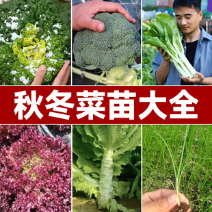 西兰花苗白菜苔红秧苗秋季 菜苗空心菜甘蓝生菜 秧南方适合秋天种