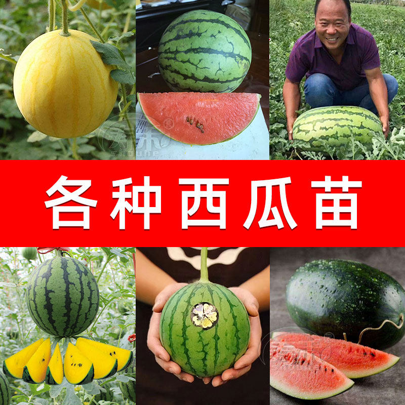 懒汉西瓜种子 图片 价格 多少钱 什么值得买