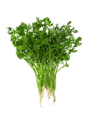 Зимние семена домашнего кориандра, крупнолистные осенние и зимние семена кориандра, осенние и зимние семена, семена овощного кориандра