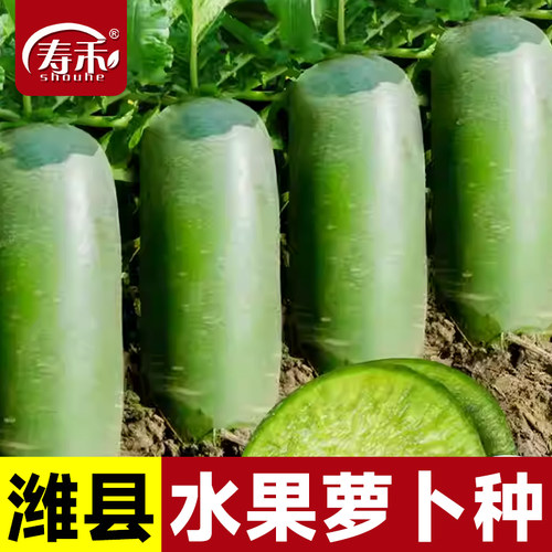 蔬菜山东潍坊春季种籽孑青萝卜