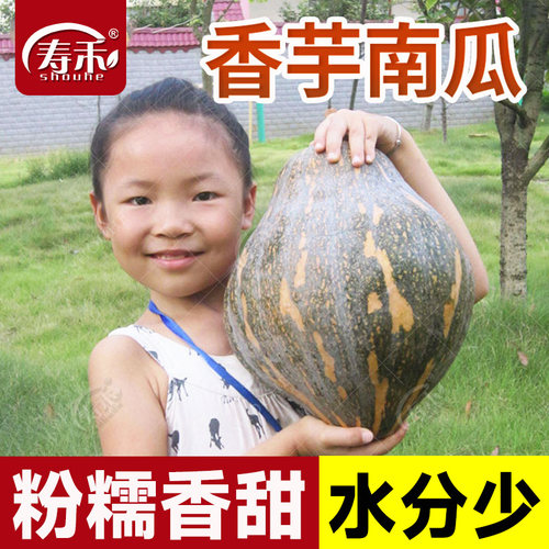 广东香芋南瓜种子板栗味寿禾牌