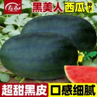 Семена арбуза Big Fruit Black Beauty 20 шт. Черная дыня 4-6 кг