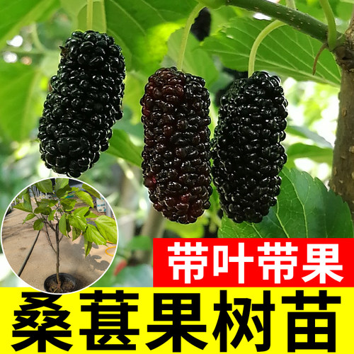 桑葚树苗甜台湾长果养蚕大叶大果特大号白桑树盆栽果苗活苗带果