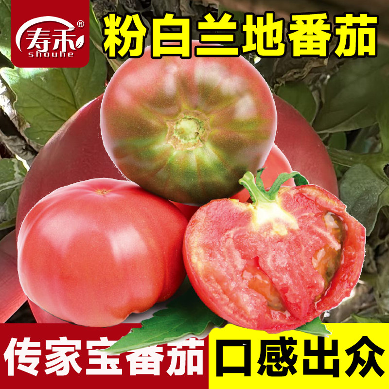 传家宝番茄种子粉白兰地牛排盆栽阳台庭院老品种种籽蔬菜大西红柿
