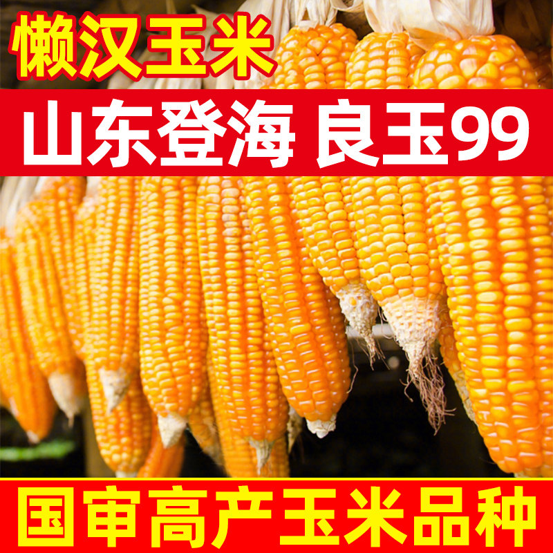 登海良玉99高产玉米种杂交国审矮杆抗旱郑单958种子饲料苞米种籽