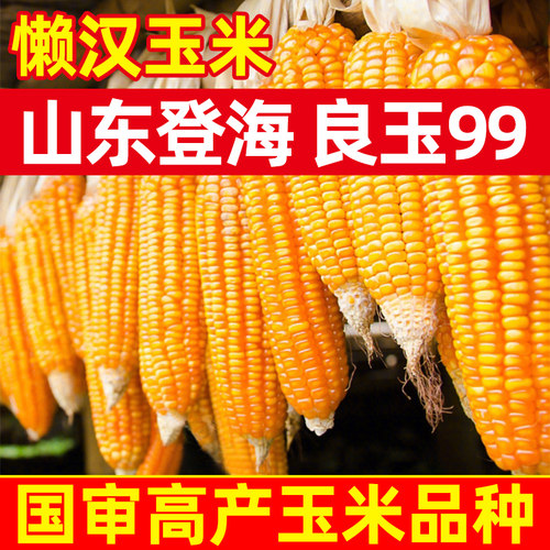 登海良玉99高产玉米种杂交国审矮杆抗旱郑单958种子饲料苞米种籽