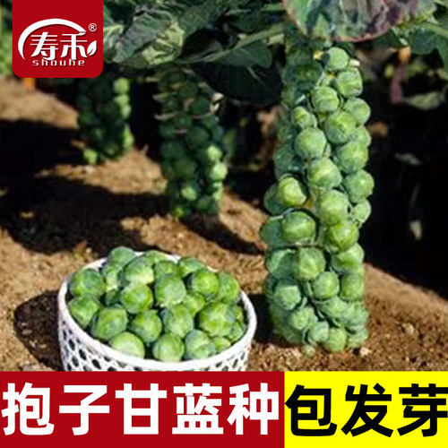 抱子甘蓝蔬菜种籽小包菜