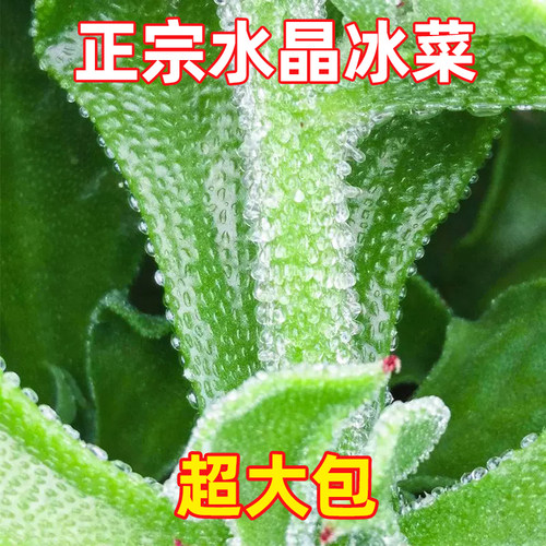 非洲冰草水晶冰菜种子种籽苗秧蔬菜南方种四季菜苗籽种秧苗孑菜籽