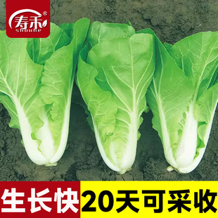 孑白莱快菜菜种 菜籽秋天种 小白菜种子种籽四季 南方奶油蔬菜秋季