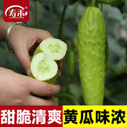 海阳白玉黄瓜种子种籽孑水果种籽春夏季秋季四季脆蔬菜旱新品种