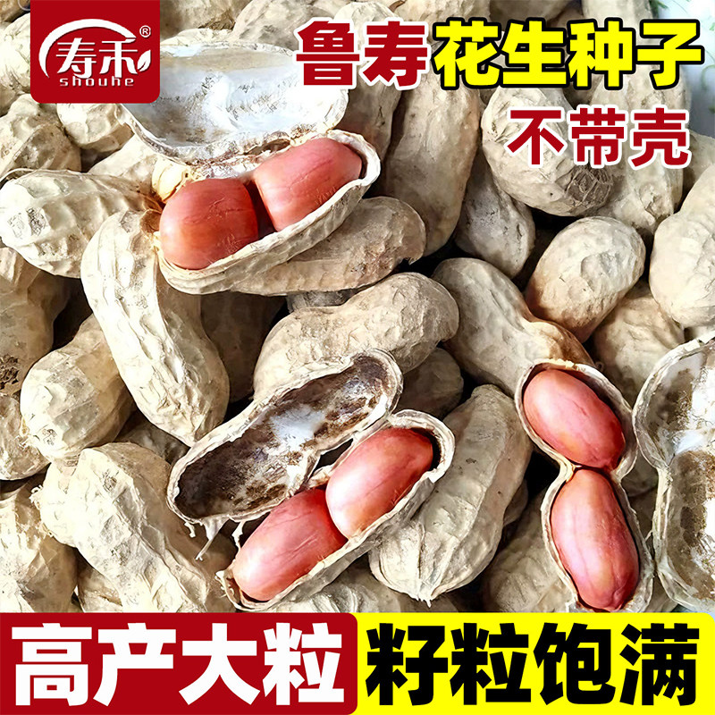 鲁寿花生种子不带壳高产大粒图片