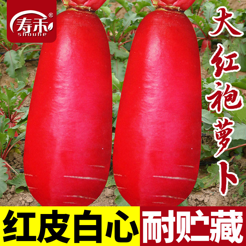 徐州大红袍萝卜种子水果白心图片