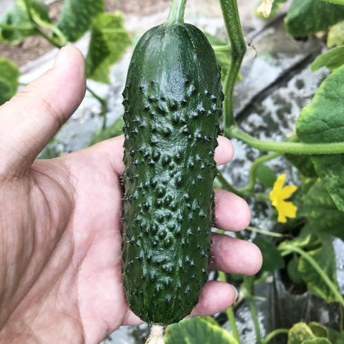 玛莎水果黄瓜迷你菜种四季盆栽