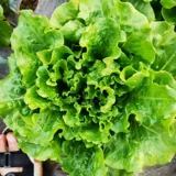 Семя семян семян семян семян семян ракса рапсы рапсы 孑 подходят для всей осени и зимы, которые можно посадить в четвертый сезон и осень зимы