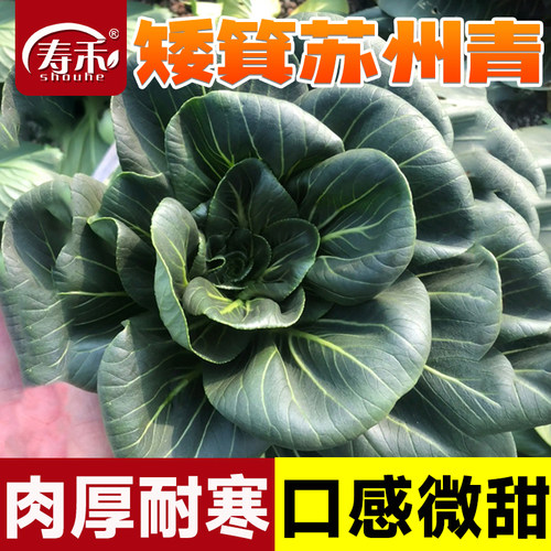 寿禾四季高产矮箕苏州青易种