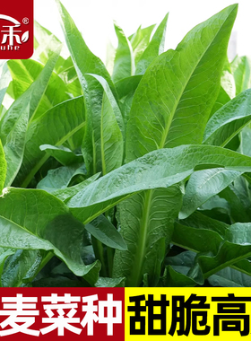 尖叶甜麦菜种子种籽蔬菜青菜籽种油麦菜四季菜种苦麦菜菜籽秧苗
