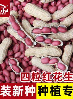 山东高产薄壳四粒红花生种子种籽苗黑带壳红皮花生米孑子大粒新鲜