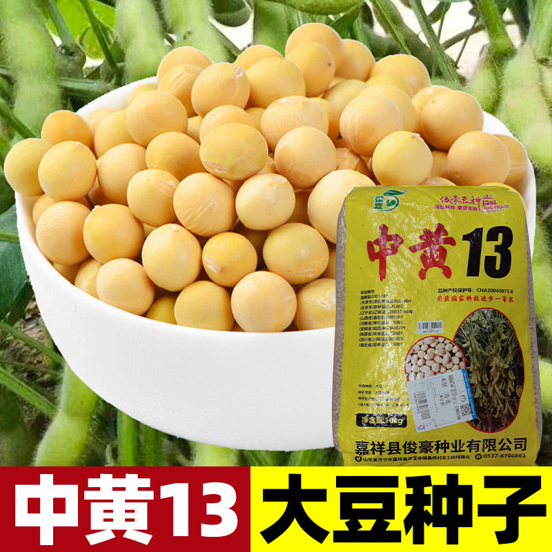 早黄豆种籽农家大豆种子高产特早熟发豆芽孑10斤豆种大粒大全毛豆
