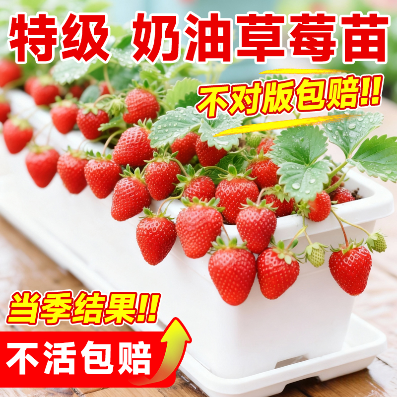 盆栽奶油草莓种籽子苗
