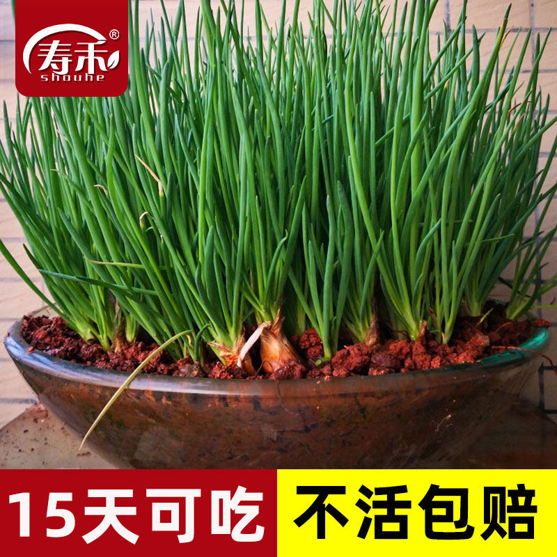 正宗红葱头四季小香葱种头葱种籽红头葱种子蔬菜葱苗小葱孑火葱头_虎窝淘