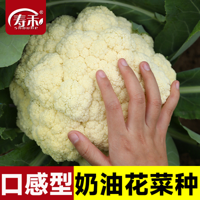 奶油花菜种子蔬菜种籽春秋播花椰菜农种植苗秧阳台盆栽雪白松花菜