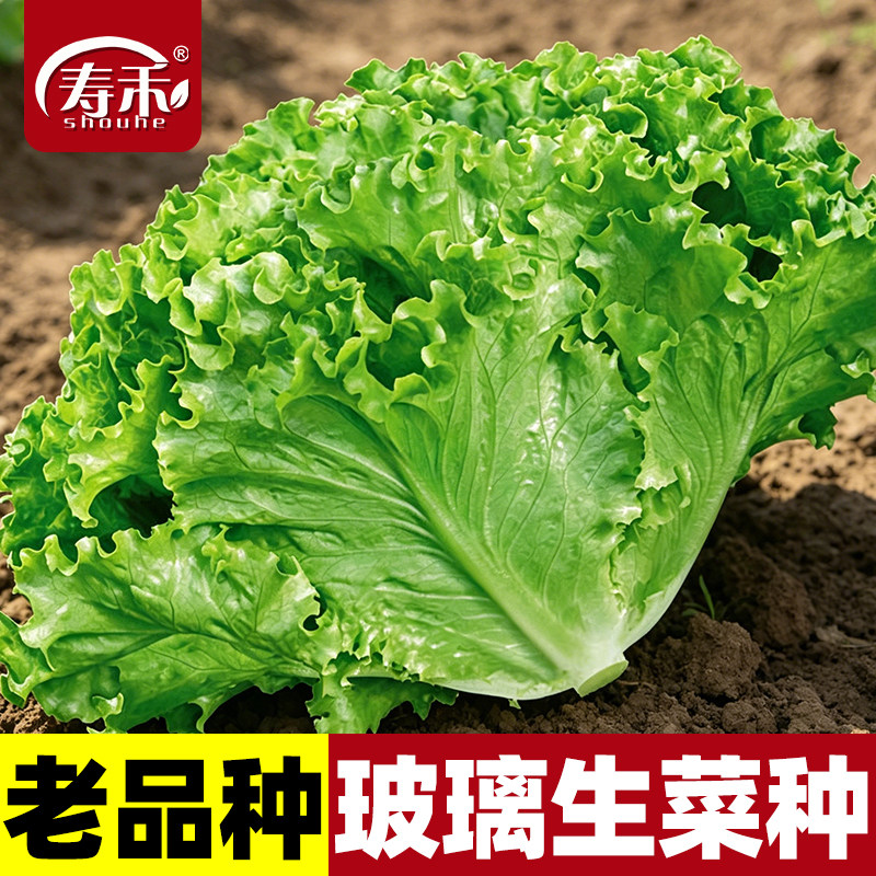 寿禾阳台四季港翠玻璃生菜种子图片