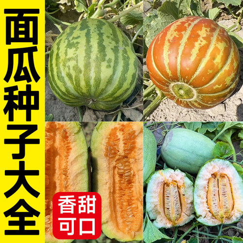 面瓜种子早熟甜瓜种子花皮绿肉香酥超甜高圆型香瓜种子香瓜种籽孑