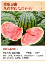 8424 саженцы арбуза 5 деревьев