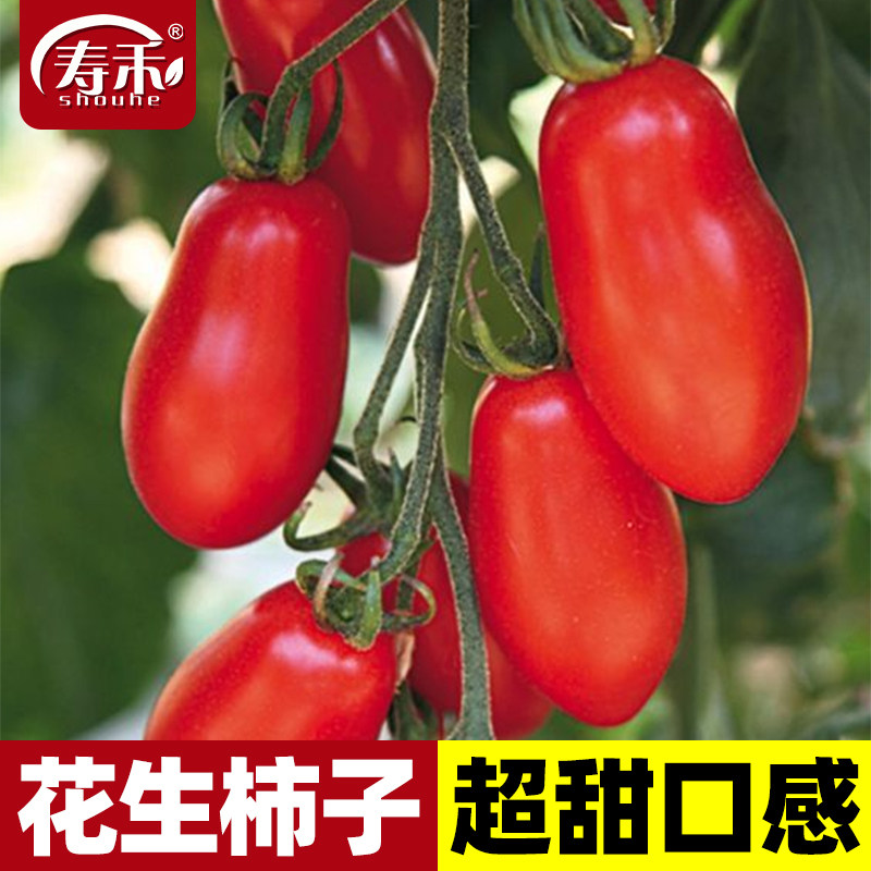 花生柿子番茄种子苗孑小西红柿种籽秧四季圣女果蔬菜果苗蕃茄树