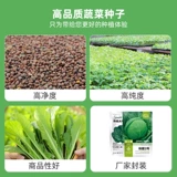 Семя семян семян семян семян семян ракса рапсы рапсы 孑 подходят для всей осени и зимы, которые можно посадить в четвертый сезон и осень зимы