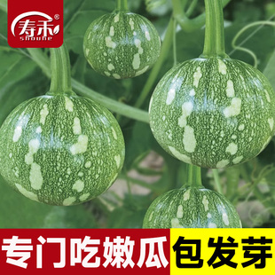 利农嫩南瓜种子嫩食绿皮嫩瓜种籽蔬菜籽迷你小南瓜青瓜种孑青南瓜