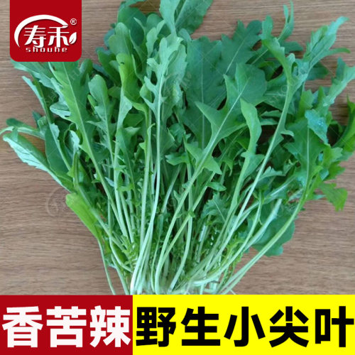 火箭籽种盆栽东北小青菜