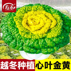 黄心乌菜种种子种籽乌塌菜雪里金花青菜蔬菜孑白菜黑菜乌塔菜菜籽