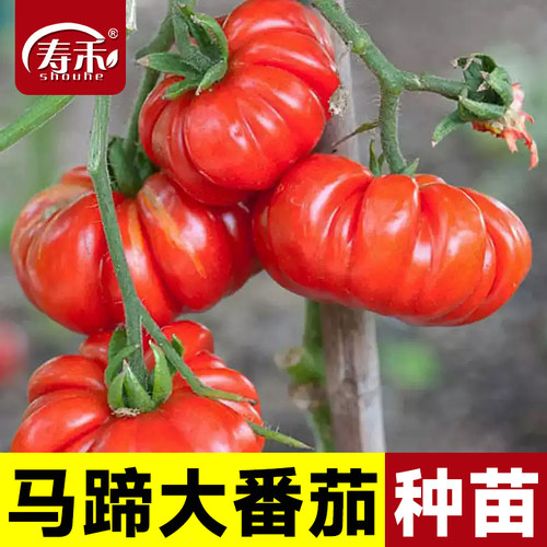 马蹄大番茄种子传家宝大西红柿种籽老品种蔬菜孑苗冰淇淋是什么