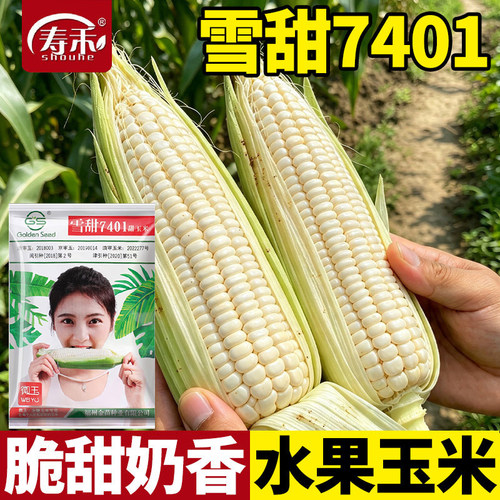 雪甜7401白水果玉米种子超甜牛奶玉米珍珠早熟高产薄皮爆汁种籽