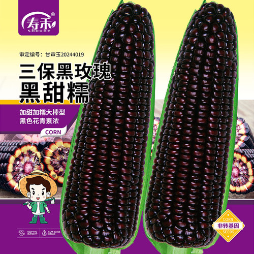 寿禾黑玫瑰黑甜糯玉米种子黑糯玉米种籽白糯水果玉米甜彩孑甜糯粘