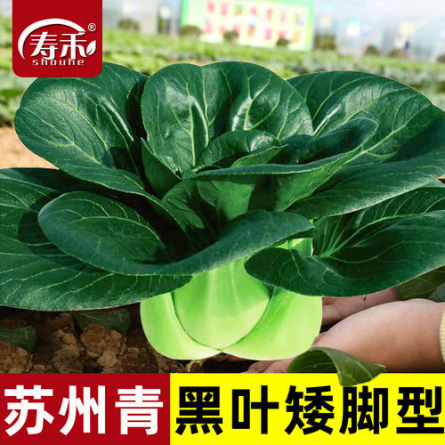 苏州青黑美人蔬菜孑大全种子