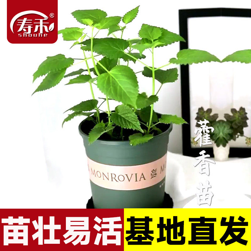 食用藿香苗盆栽叶新鲜阳台菜苗种籽种子四季药材种植秧中药五香