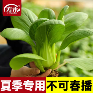 夏季 青菜上海青种籽孑 耐热青梗菜种子小油菜蔬菜高温适合夏天种