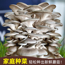 蘑菇种植包家种菌种菌包平菇香菇灵芝磨菇种可食用自种金针菇